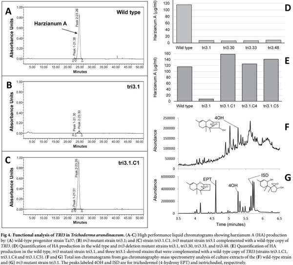 Evolution of structural diversity of trichothecenes, a family of toxins produced by plant pathogenic and entomopathogenic fungi - Image 7
