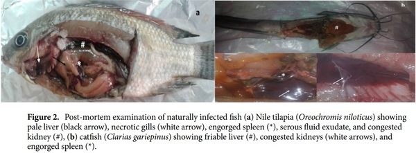 < p> Emerging MDR-Pseudomonas aeruginosa in fish commonly harbor oprL and toxA virulence genes and bla< sub> TEM< /sub> , bla< sub> CTX-M< /sub> , and tetA antibiotic-resistance genes< /p> - Image 3