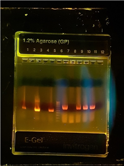 Molecular technology. One more step in the diagnosis of salmonellosis in poultry - Image 2