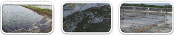 Importances of Photosynthesis Bacteria in Pond Management and Health Performances in Aquaculture - Image 3