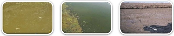 Importances of Photosynthesis Bacteria in Pond Management and Health Performances in Aquaculture - Image 2