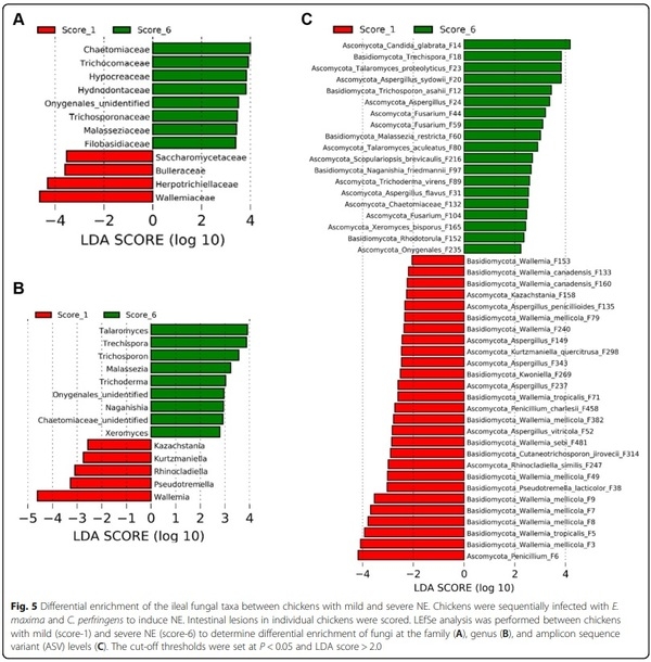Perturbations of the ileal mycobiota by necrotic enteritis in broiler chickens - Image 5