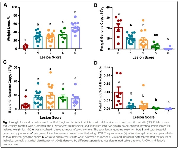 Perturbations of the ileal mycobiota by necrotic enteritis in broiler chickens - Image 1
