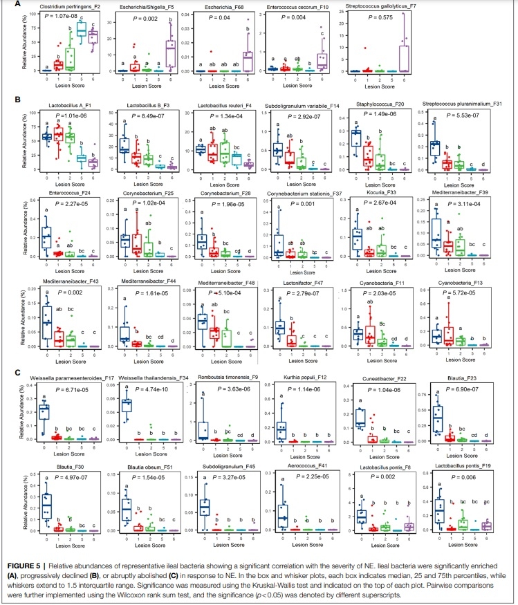 Identification of an Intestinal Microbiota Signature Associated With the Severity of Necrotic Enteritis - Image 9