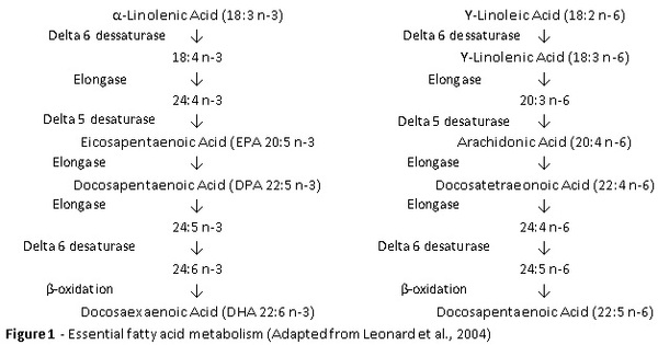 Omega-3 Enriched Eggs and Benefits for Human Health - Image 2