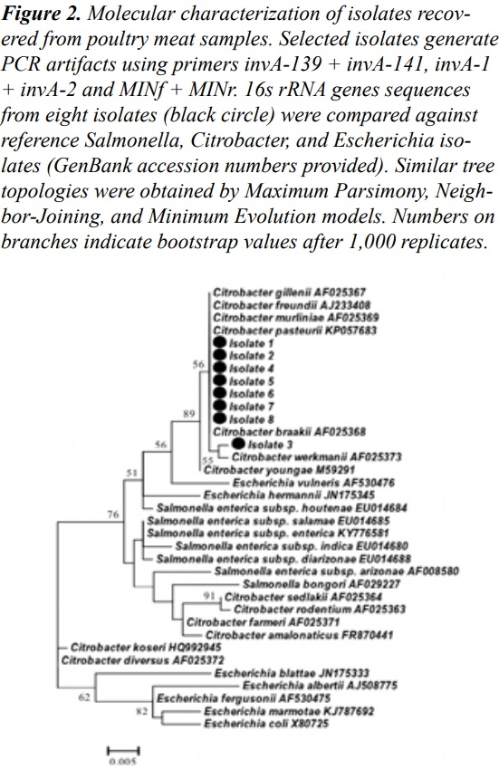 An Improved invA-based PCR Method for Rapid and Accurate Detection of Salmonella Isolates - Image 3