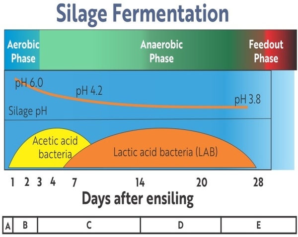 Silage - the best economical alternate while scarcity of green fodder is inevitable - Image 6