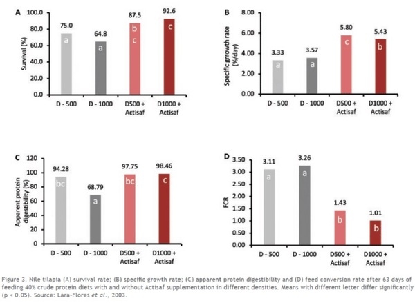 Yeast probiotics to boost fish gut health and improve feed efficiency - Image 2