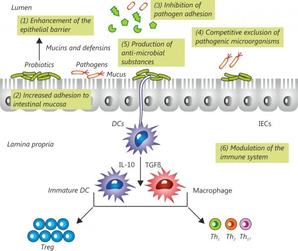 Role of Probiotics in Poultry Gut Health | Engormix
