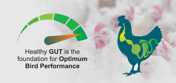 Role of Probiotics in Poultry Gut Health - Image 1