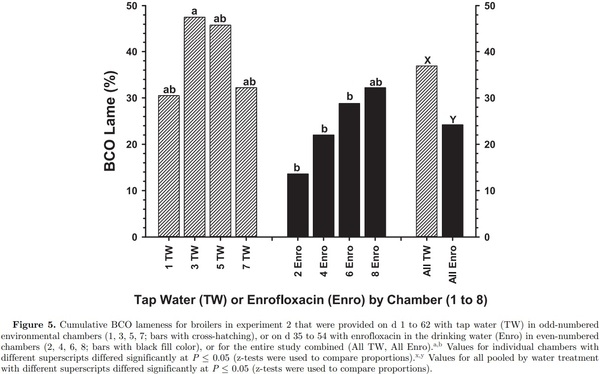Prophylactic administration of a combined prebiotic and probiotic, or therapeutic administration of enrofloxacin, to reduce the incidence of bacterial chondronecrosis with osteomyelitis in broilers - Image 11