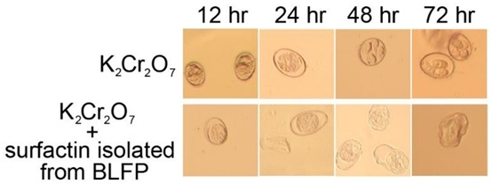 Effectiveness of Bacillus licheniformis-Fermented Products and Their Derived Antimicrobial Lipopeptides in Controlling Coccidiosis in Broilers (Extract) - Image 6