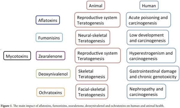 An overview of mycotoxins, their pathogenic effects, foods where they are found and their diagnostic biomarkers - Image 1