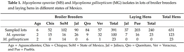 Isolation and Antimicrobial Sensitivity of Mycoplasma synoviae and Mycoplasma gallisepticum from Vaccinated Hens in Mexico - Image 1