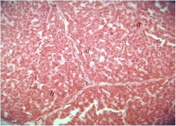 Histopathological changes in pigs infected with ileitis - Image 6
