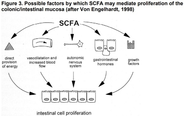 Organic Acids as Potential Alternatives to Antibiotic Growth Promoters for Pigs - Image 4