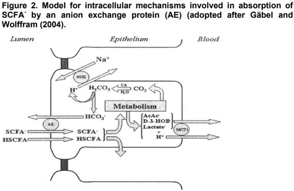 Organic Acids as Potential Alternatives to Antibiotic Growth Promoters for Pigs - Image 3
