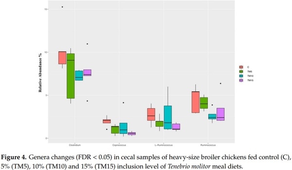 Yellow Mealworm Inclusion in Diets for Heavy-Size Broiler Chickens: Implications for Intestinal Microbiota and Mucin Dynamics - Image 4