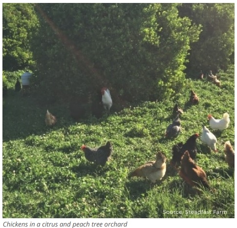 Silvopasture-based poultry production - Image 2