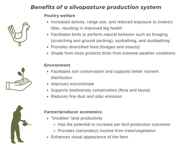 Silvopasture-based poultry production - Image 6