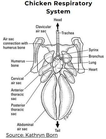 Chicken Vocalizations - Image 3