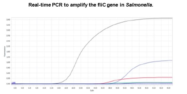 Fowl typhoid: a very current headache. Effective vaccination strategies against this avian salmonellosis - Image 6
