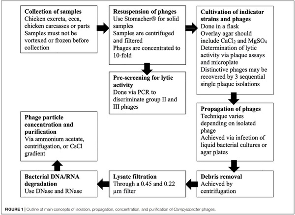 Application of Bacteriophages to Limit Campylobacter in Poultry Production - Image 2