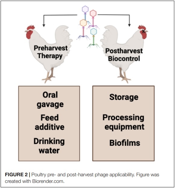 Application of Bacteriophages to Limit Campylobacter in Poultry Production - Image 3