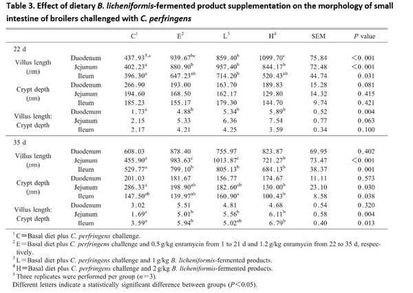 Bacillus licheniformis-Fermented Products Improve Growth Performance and Intestinal Gut Morphology in Broilers under Clostridium perfringens Challenges (Extract) - Image 3