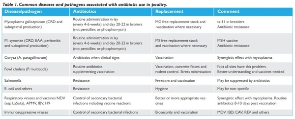 How to grow broilers without the routine use of antibiotics - Image 1