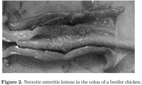 An optimist’s view on limiting necrotic enteritis and maintaining broiler gut health and performance in today’s marketing, food safety, and regulatory climate - Image 2
