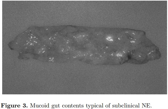 An optimist’s view on limiting necrotic enteritis and maintaining broiler gut health and performance in today’s marketing, food safety, and regulatory climate - Image 3