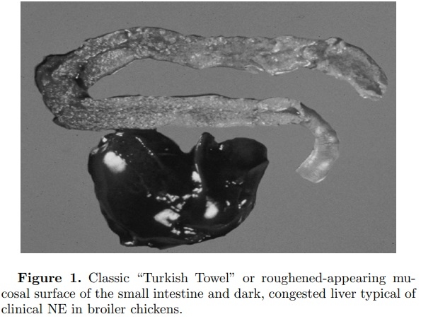 An optimist’s view on limiting necrotic enteritis and maintaining broiler gut health and performance in today’s marketing, food safety, and regulatory climate - Image 1