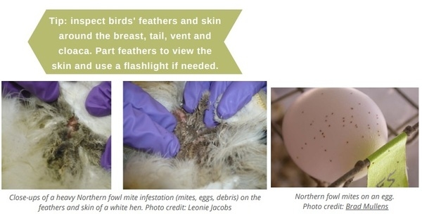 Poultry parasites: Northern fowl mites - Image 4