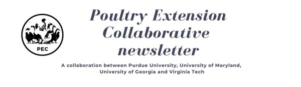 Poultry parasites: Northern fowl mites - Image 1