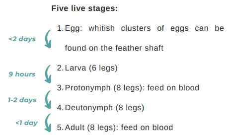 Poultry parasites: Northern fowl mites - Image 3