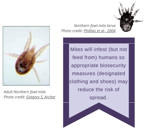 Poultry parasites: Northern fowl mites - Image 2