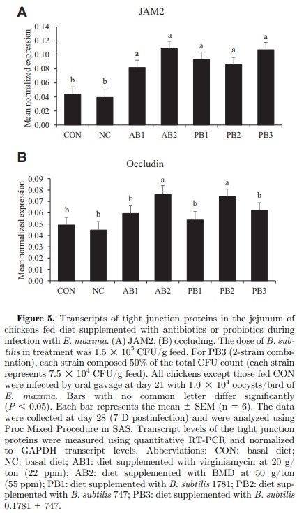 The effects of dietary Bacillus subtilis supplementation, as an alternative to antibiotics, on growth performance, intestinal immunity, and epithelial barrier integrity in broiler chickens infected with Eimeria maxima - Image 7