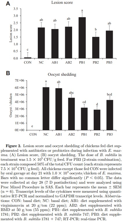The effects of dietary Bacillus subtilis supplementation, as an alternative to antibiotics, on growth performance, intestinal immunity, and epithelial barrier integrity in broiler chickens infected with Eimeria maxima - Image 4