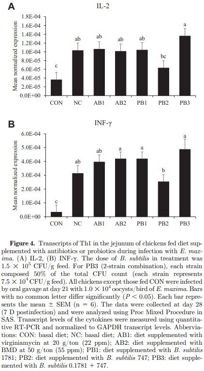 The effects of dietary Bacillus subtilis supplementation, as an alternative to antibiotics, on growth performance, intestinal immunity, and epithelial barrier integrity in broiler chickens infected with Eimeria maxima - Image 6