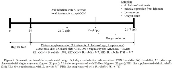 The effects of dietary Bacillus subtilis supplementation, as an alternative to antibiotics, on growth performance, intestinal immunity, and epithelial barrier integrity in broiler chickens infected with Eimeria maxima - Image 1
