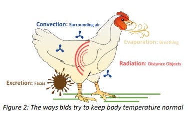 Managing heat stress in poultry: A strategic approach - Image 2