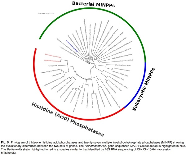 Improved sensitivity, accuracy and prediction provided by a high-performance liquid chromatography screen for the isolation of phytase-harbouring organisms from environmental samples - Image 2