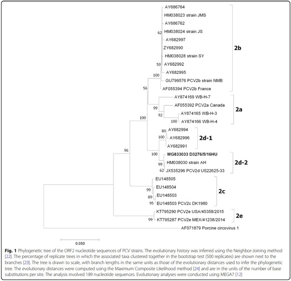 Characterization of a PCV2d-2 isolate by experimental infection of pigs - Image 1