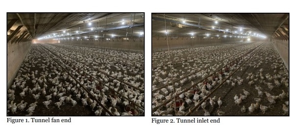 Uneven Bird Distribution Can Prove Costly - Image 1
