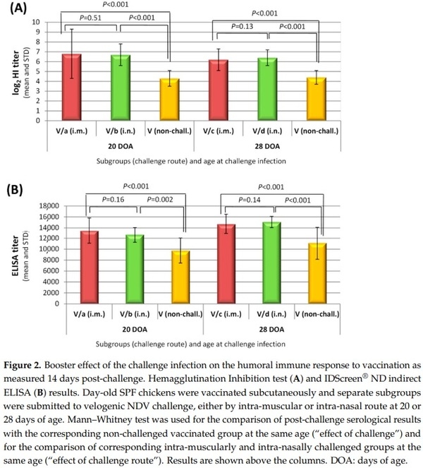 Efficacy of a Turkey Herpesvirus Vectored Newcastle Disease Vaccine against Genotype VII.1.1 Virus: Challenge Route Affects Shedding Pattern - Image 6