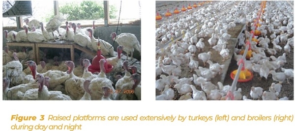 Enrichment for broilers and turkeys – from theoretical consideration to practical application - Image 3