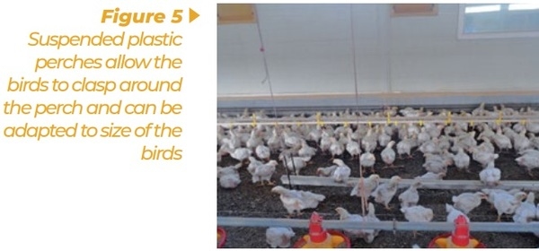 Enrichment for broilers and turkeys – from theoretical consideration to practical application - Image 5