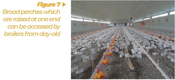 Enrichment for broilers and turkeys – from theoretical consideration to practical application - Image 7