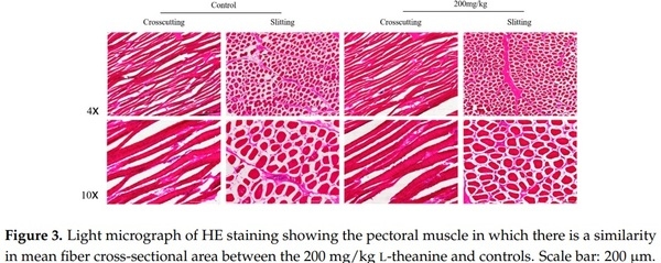 Influence of Graded Levels of L-Theanine Dietary Supplementation on Growth Performance, Carcass Traits, Meat Quality, Organs Histomorphometry, Blood Chemistry and Immune Response of Broiler Chickens - Image 8